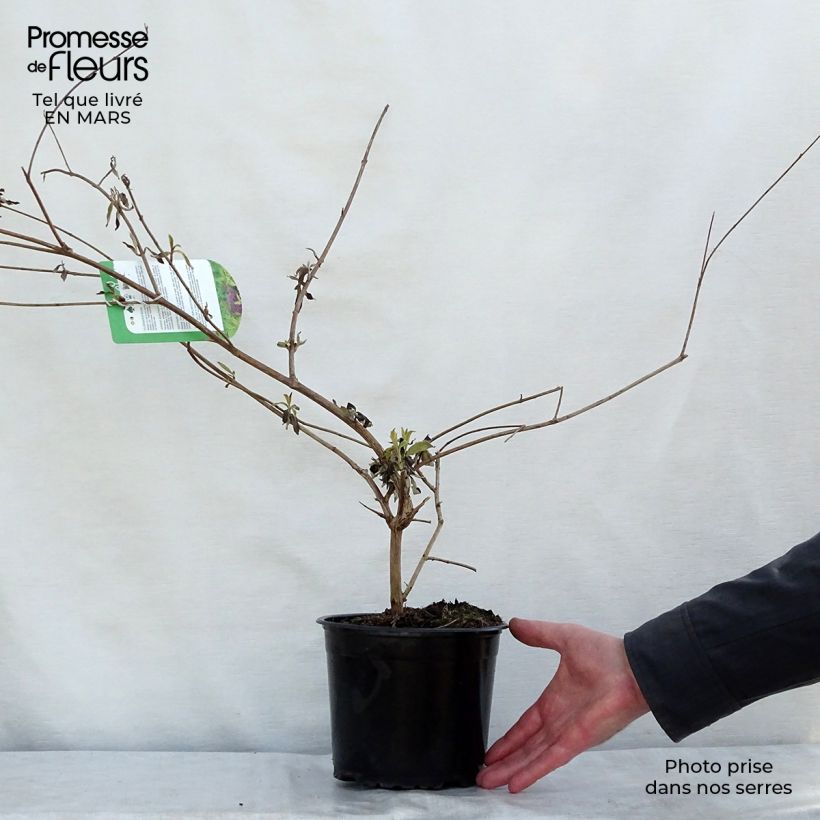 Spécimen de Buddleia davidii Santana - Arbre à papillons panaché Pot de 2L/3L tel que livré au printemps