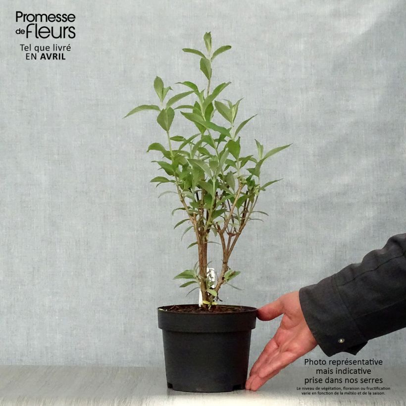 Spécimen de Buddleia davidii Sophie - Arbre à papillons Pot de 2L/3L tel que livré au printemps