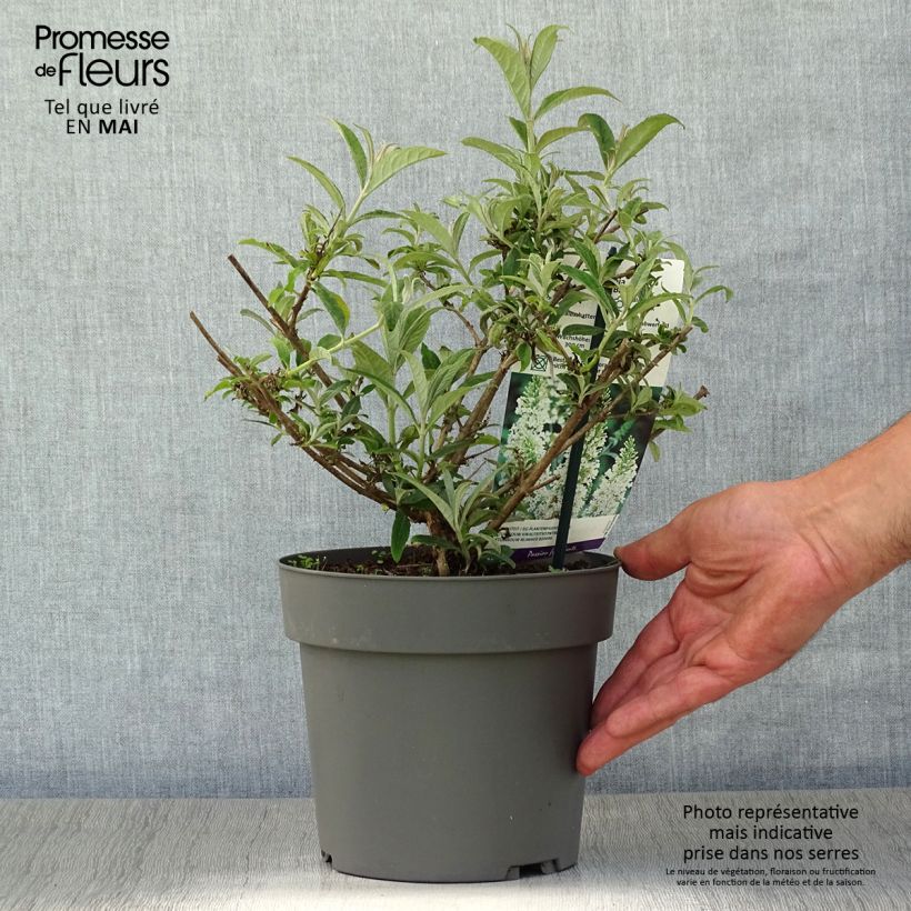 Spécimen de Buddleia davidii White Ball Pot de 3L/4L tel que livré au printemps