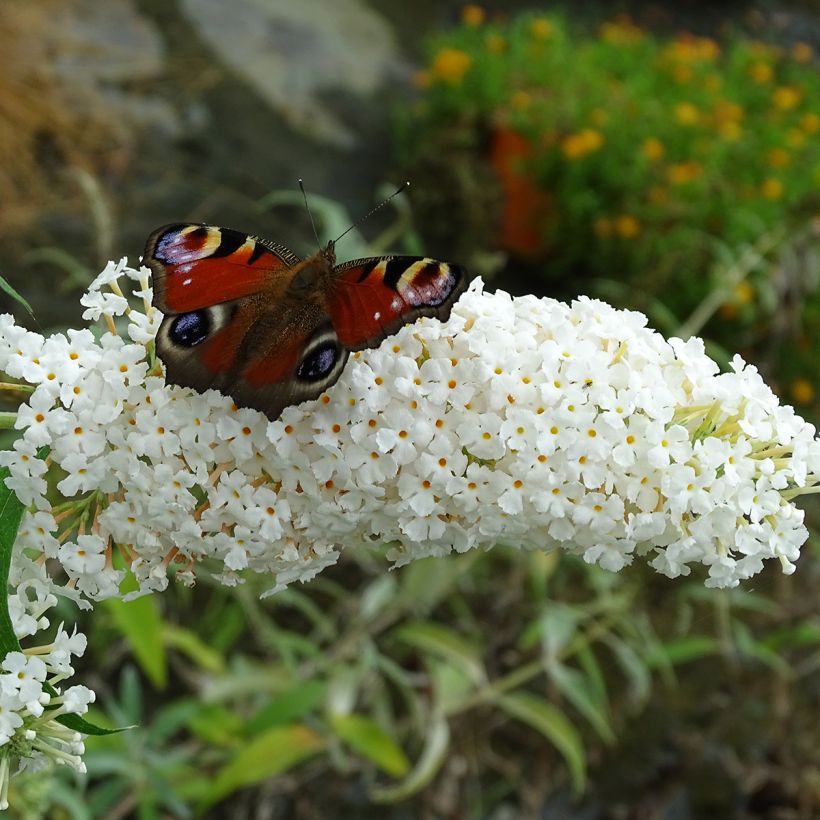 Buddleia davidii White Profusion - Arbre aux papillons (Floraison)