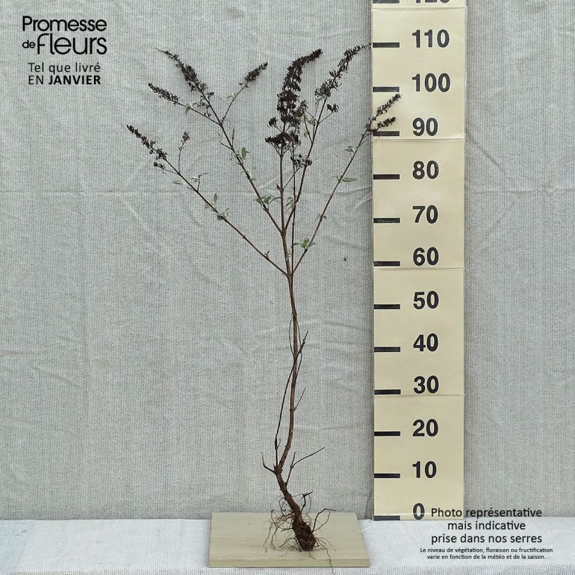 Spécimen de Buddleia davidii White Profusion - Arbre aux papillons Racines nues tel que livré en hiver