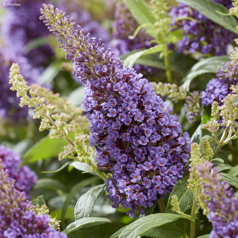 Buddleja davidii Butterfly Candy Little Lila - Arbre aux papillons nain (Flowering)