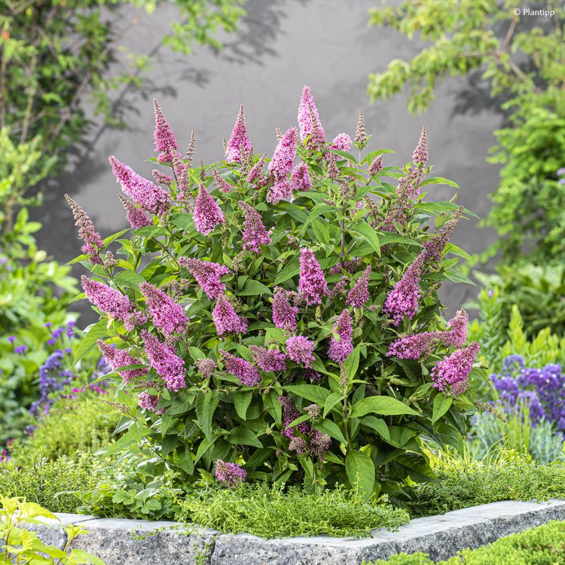 Buddleja davidii Butterfly Candy Little Pink - Arbre aux papillons nain (Plant habit)