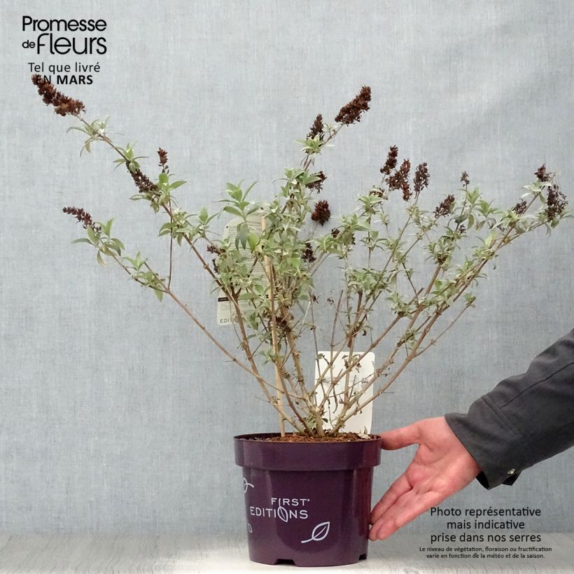 Spécimen de Buddleja Psychedelic Sky - Arbre aux papillons Pot de 2L/3L tel que livré au printemps
