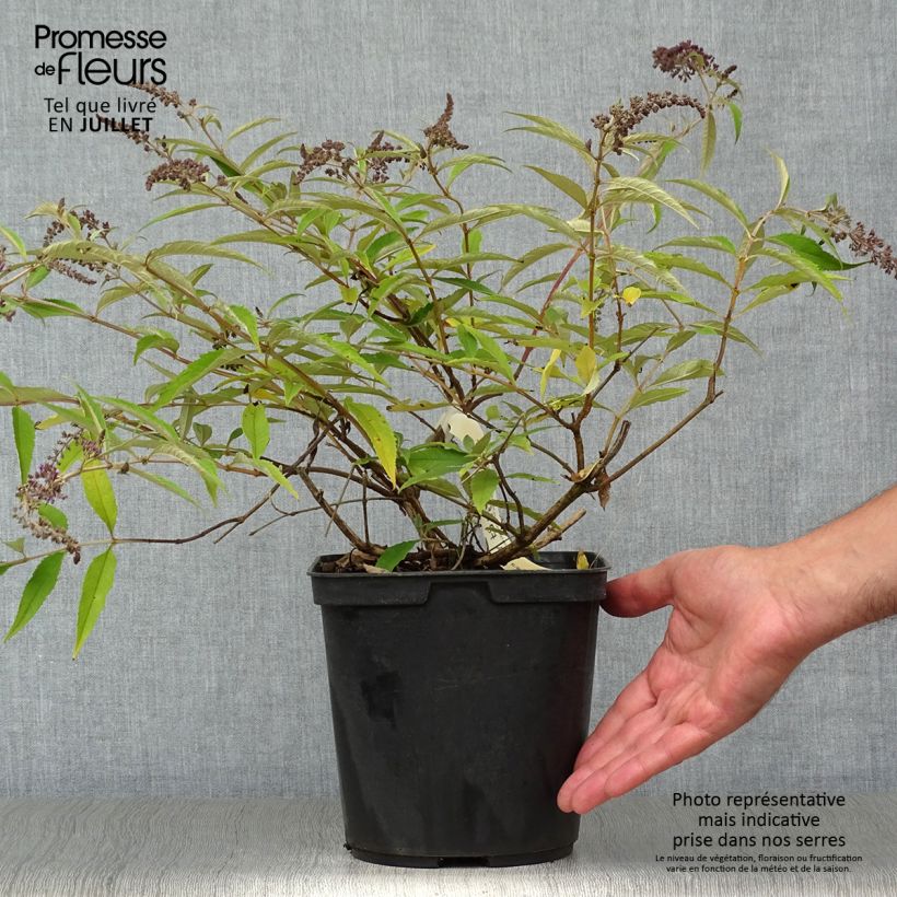 Spécimen de Buddleja Wisteria Lane - Arbre à papillons Pot de 3L/4L tel que livré en été