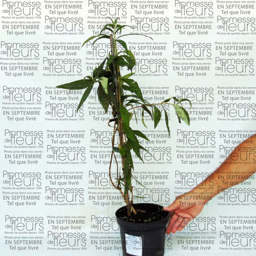 Exemple de spécimen de Buddleja colvilei - Arbre aux papillons Pot de 2L/3L tel que livré