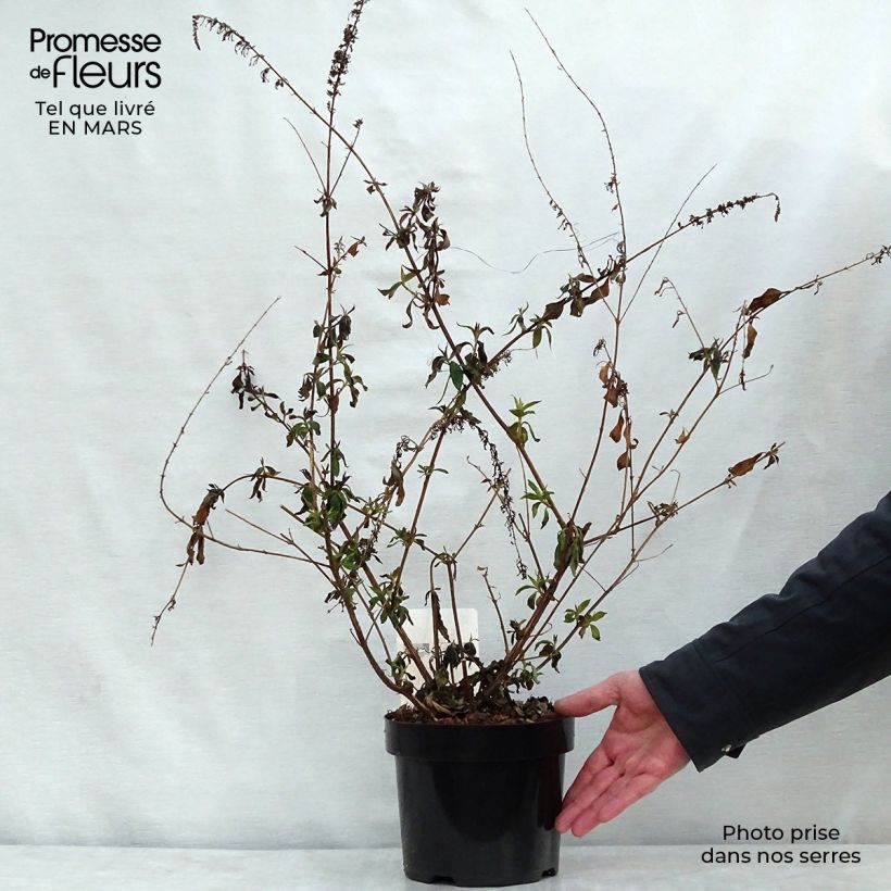 Spécimen de Buddleja davidii Argus Velvet Pot de 3L/4L tel que livré au printemps