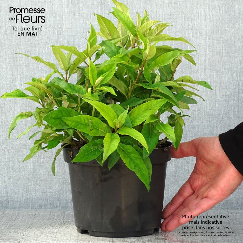 Example of Buddleja davidii Butterfly Candy Little Pink - Arbre aux papillons nain Pot de 3L/4L as you get in printemps