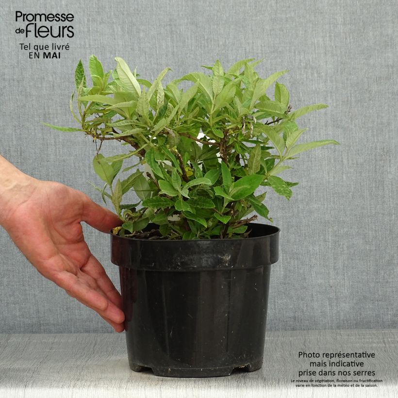 Spécimen de Buddleja davidii Butterfly Candy Lila Sweetheart - Arbre aux papillons nain Pot de 3L/4L tel que livré au printemps