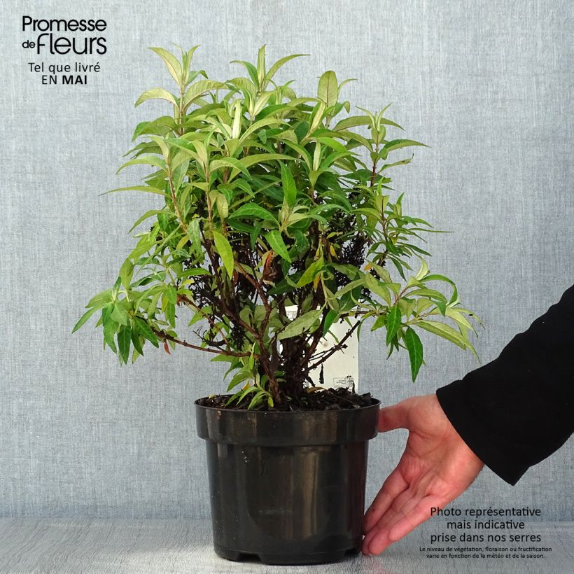Example of Buddleja davidii Butterfly Candy Little Lila - Arbre aux papillons nain Pot de 3L/4L as you get in printemps