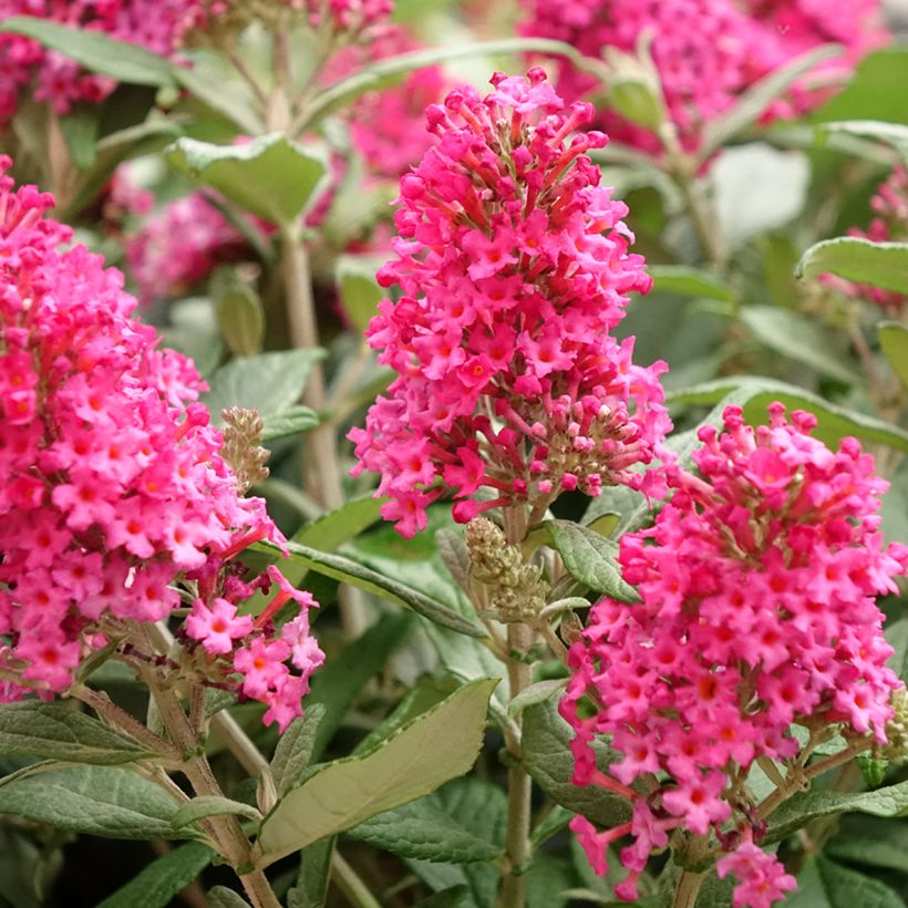 Buddleja davidii Butterfly Candy Little Ruby - Arbre aux papillons nain (Floraison)