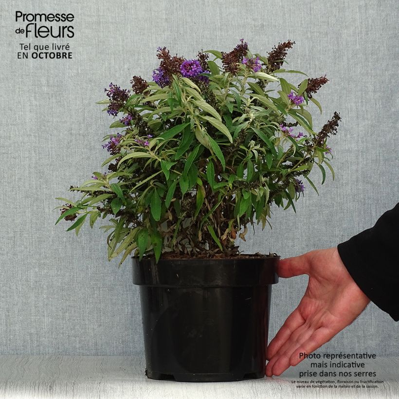 Spécimen de Buddleja davidii Butterfly CandyLittle Purple - Arbre aux papillons nain Pot de 3L/4L tel que livré en automne