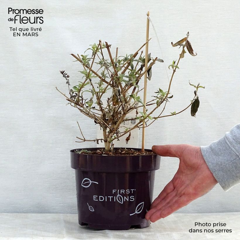 Spécimen de Buddleja davidii Groovy Grape - Arbre à papillons Pot de 3L/4L tel que livré au printemps