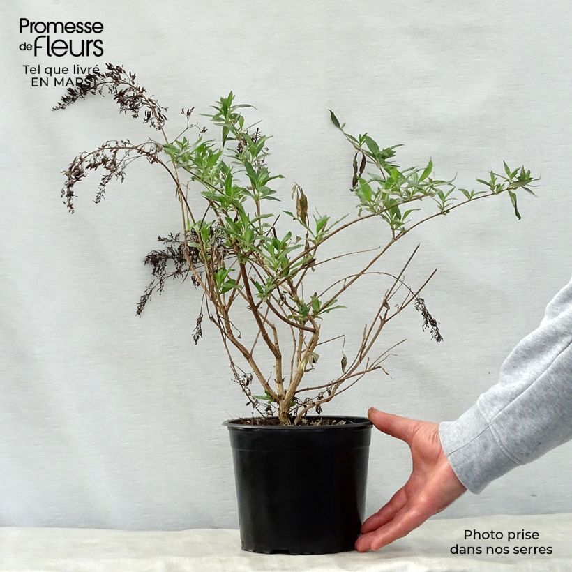 Spécimen de Buddleja davidii Gulliver - Arbre à papillons Pot de 3L/4L tel que livré au printemps