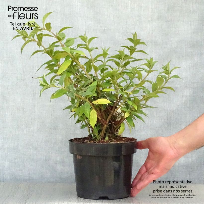 Spécimen de Buddleja davidii Sugar Plum - Arbre aux papillons Pot de 3L/4L tel que livré au printemps