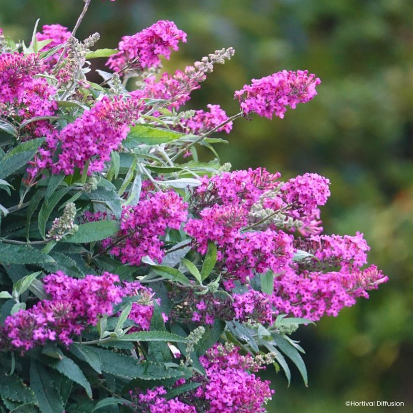 Buddleja davidii Tiny Buddy Hot Pink - Arbre aux papillons nain (Floraison)