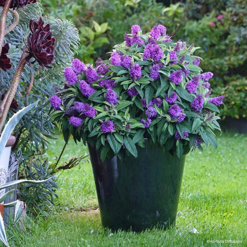 Buddleja davidii Tiny Buddy Violet - Arbre aux papillons nain (Port)