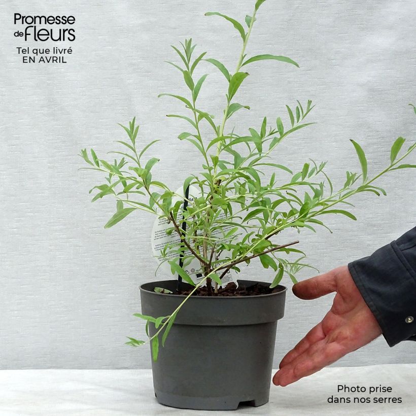 Example of Buddleia alternifolia Unique - Arbre aux papillons nain Pot de 3L/4L as you get in printemps