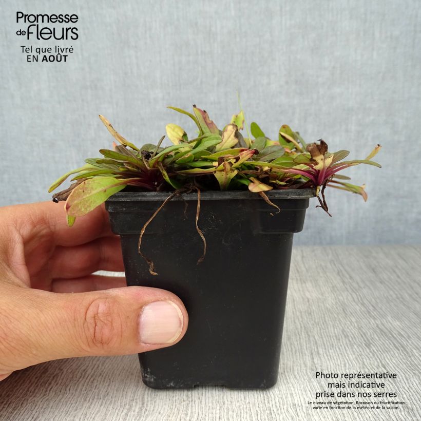 Spécimen de Bugle rampante - Ajuga reptans Atropurpurea Godet de 7/8 cm tel que livré en été