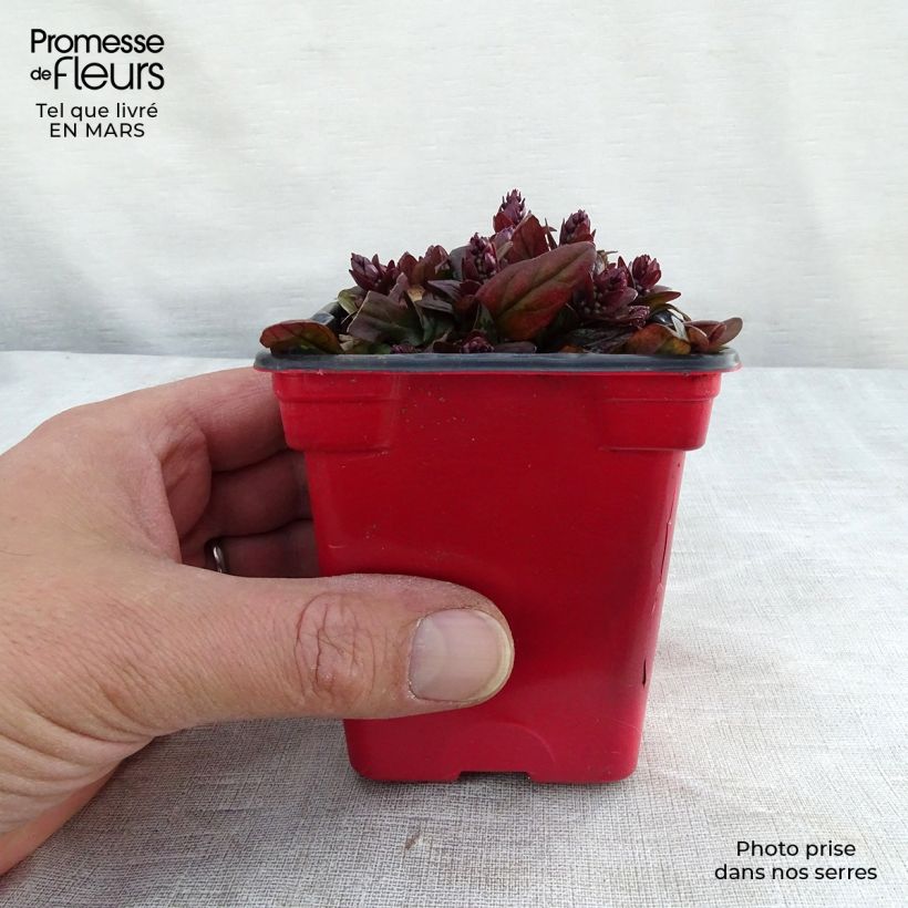 Spécimen de Bugle rampante - Ajuga reptans Atropurpurea Godet de 7/8 cm tel que livré au printemps