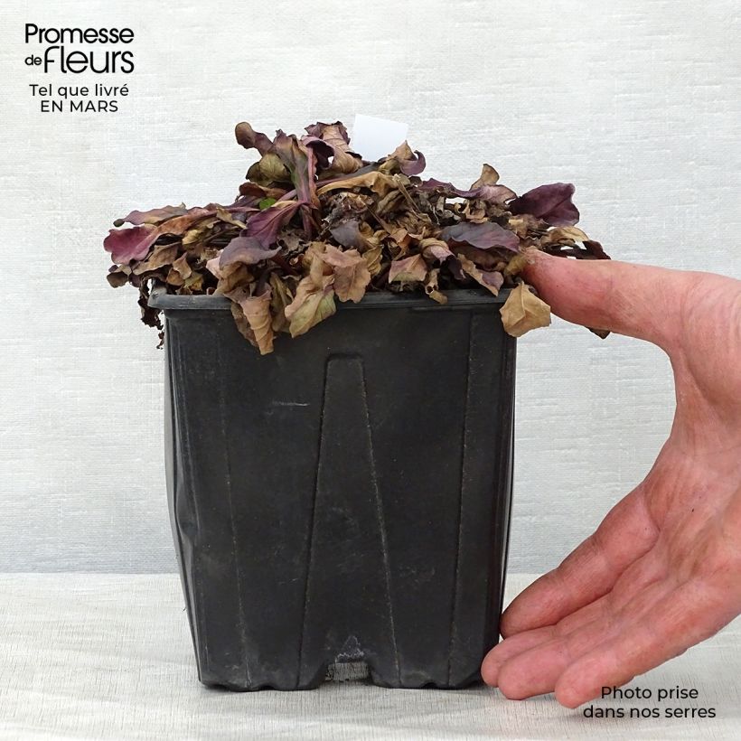 Spécimen de Bugle rampante - Ajuga reptans Atropurpurea Pot de 2L/3L tel que livré au printemps