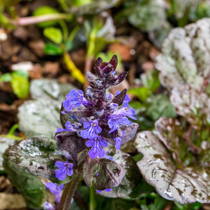 Bugle rampante - Ajuga reptans Black Scallop (Flowering)