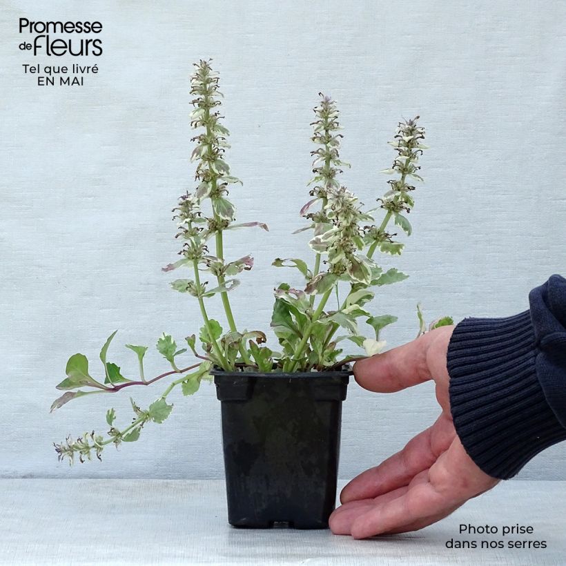 Spécimen de Bugle rampante - Ajuga reptans Burgundy Glow Godet de 7/8 cm tel que livré au printemps