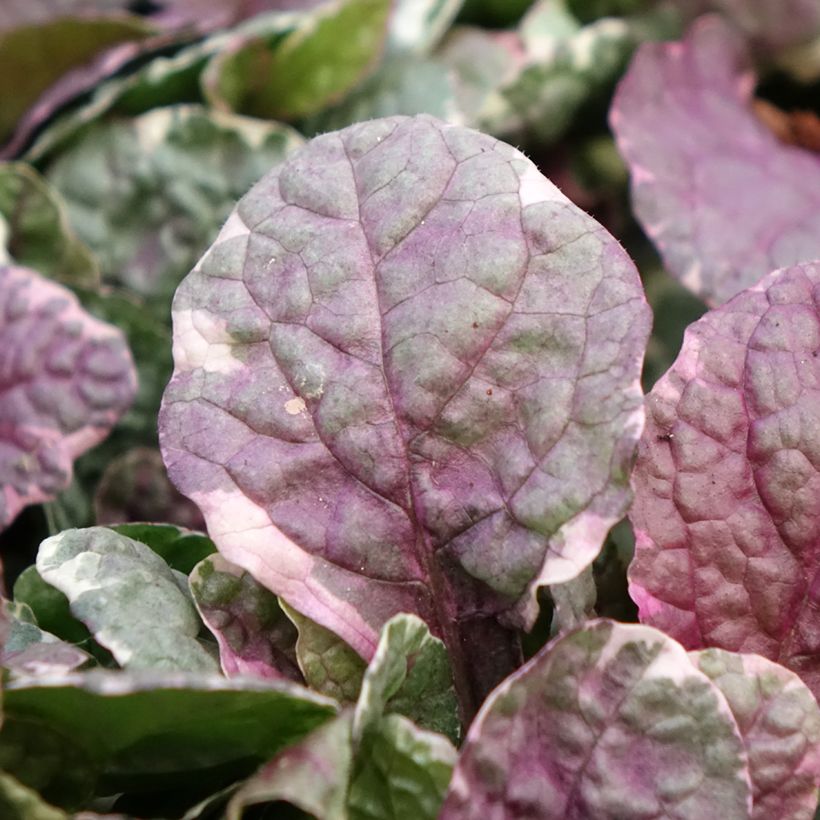 Bugle rampante - Ajuga reptans Burgundy Glow (Floraison)