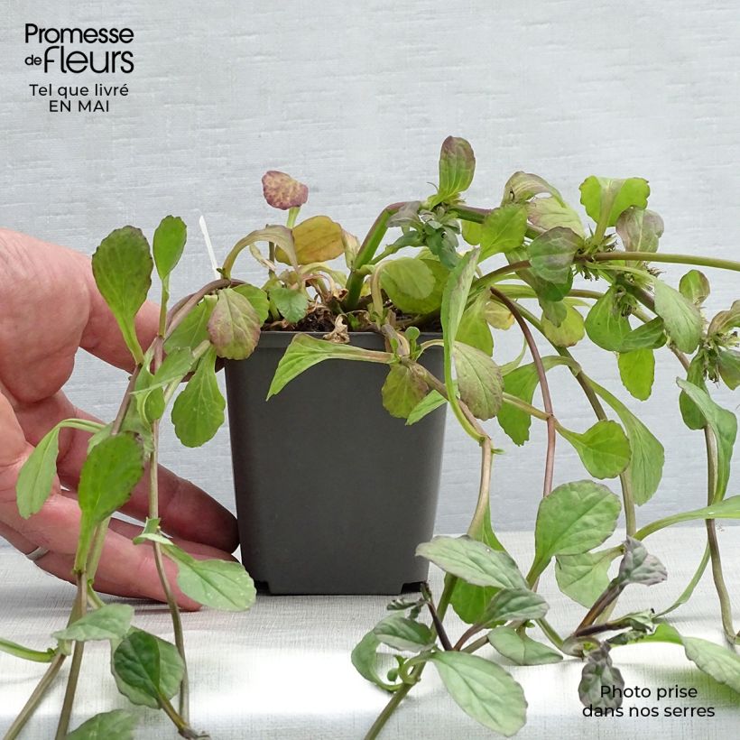 Example of Bugle rampante - Ajuga reptans Catlin's Giant Godet de 8/9 cm as you get in printemps