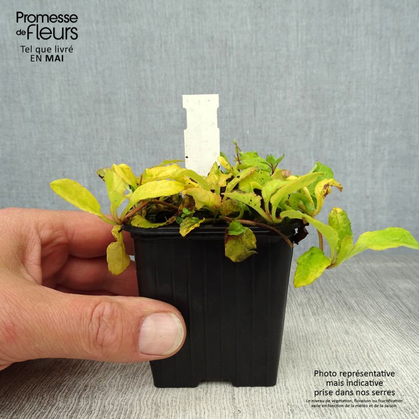 Example of Bugle rampante - Ajuga reptans Gold Chang Godet de 8/9 cm as you get in printemps