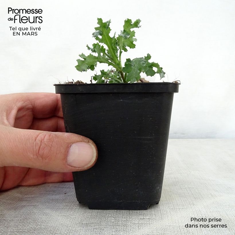 Spécimen de Bugle rampante - Ajuga reptans Golden Glow Godet de 8/9 cm tel que livré au printemps