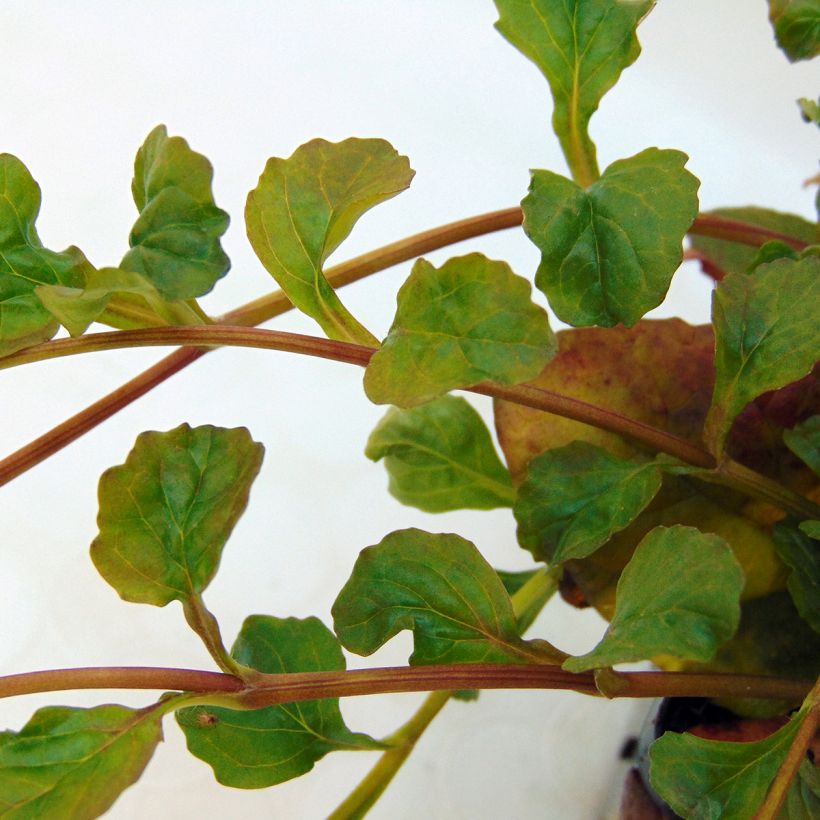 Bugle rampante - Ajuga reptans Multicolor (Rainbow) (Feuillage)