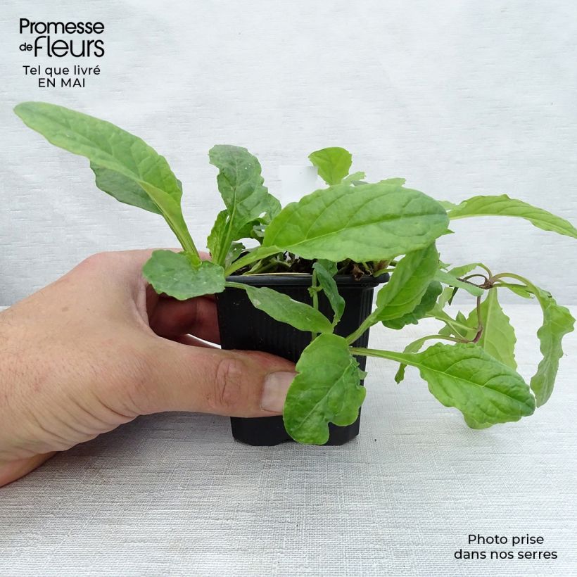 Example of Bugle rampante, Ajuga reptans Rosea Godet de 8/9 cm as you get in printemps