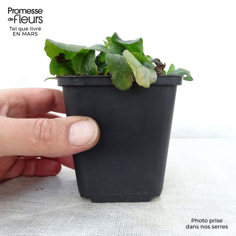 Example of Bugle rampante - Ajuga reptans Sanne Godet de 8/9 cm as you get in printemps