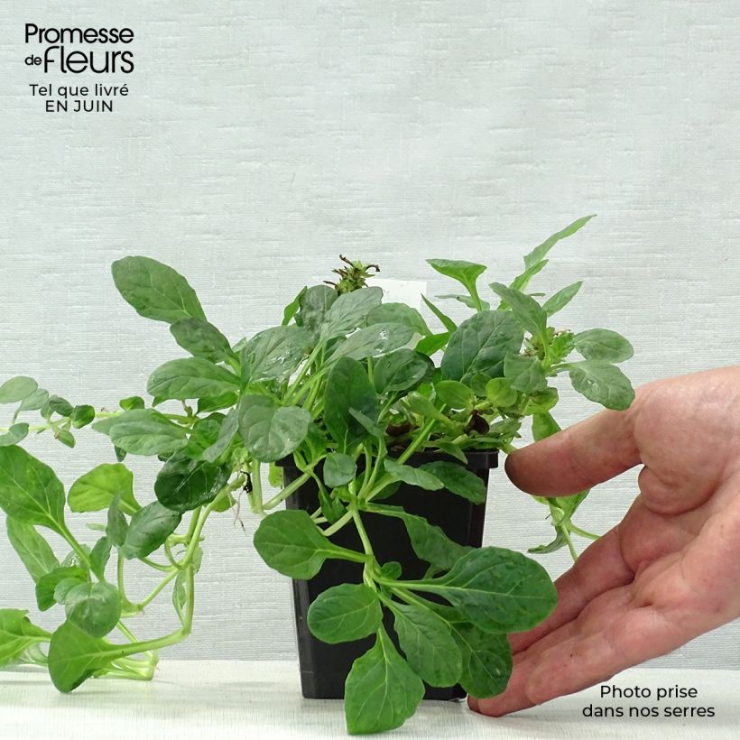 Spécimen de Bugle rampante - Ajuga reptans Sanne Godet de 8/9 cm tel que livré en été