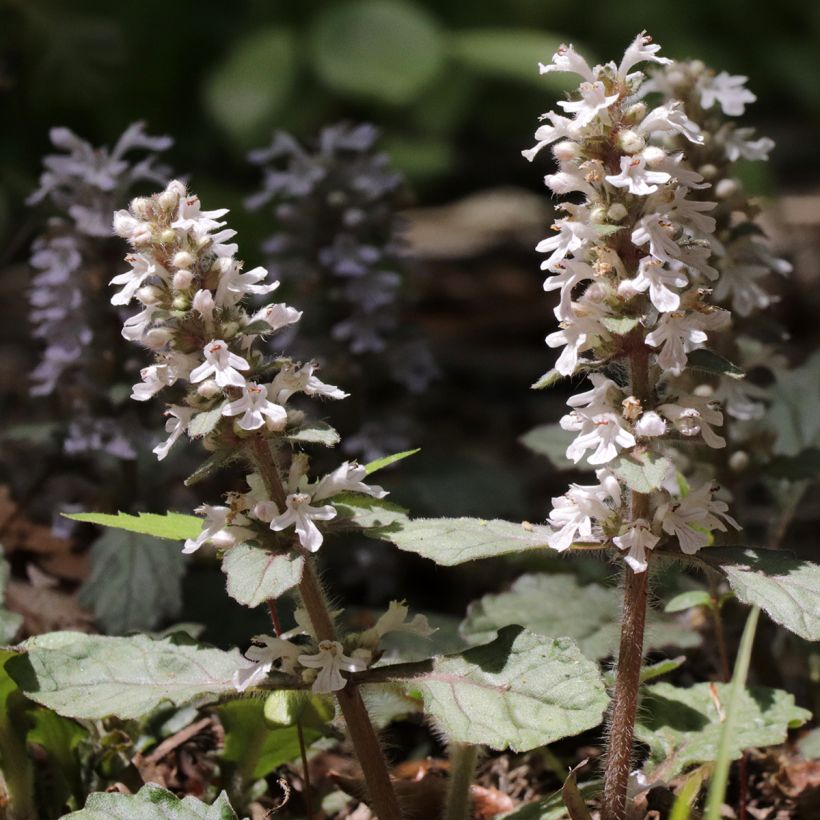 Bugle rampante, Ajuga reptans Schneekerze (Flowering)