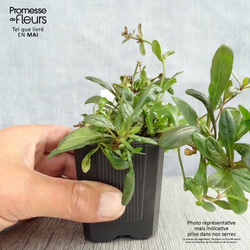 Example of Bugle rampante - Ajuga tenorii Chocolate Chip (Valfredda) Godet de 8/9 cm as you get in printemps