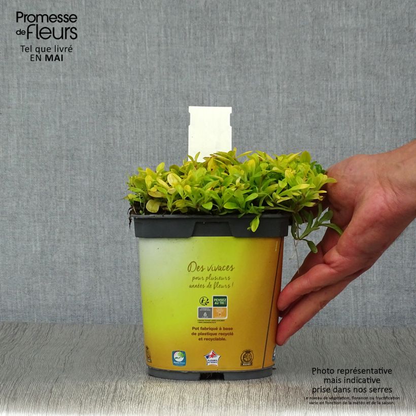 Spécimen de Bugle rampante - Ajuga tenorii Cordial Canary Pot de 2L/3L tel que livré au printemps