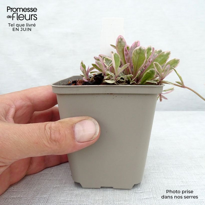 Spécimen de Bugle rampante - Ajuga tenorii Princess Nadia Godet de 8/9 cm tel que livré en été