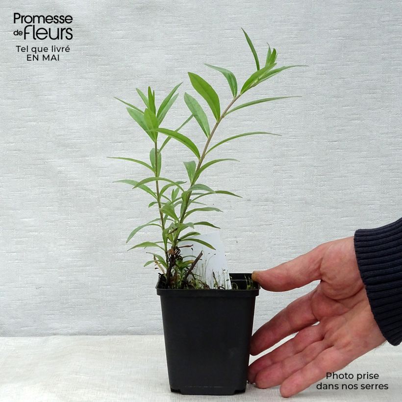 Spécimen de Buglossoides purpurocaerulea - Grémil pourpre bleu Godet de 8/9 cm tel que livré au printemps