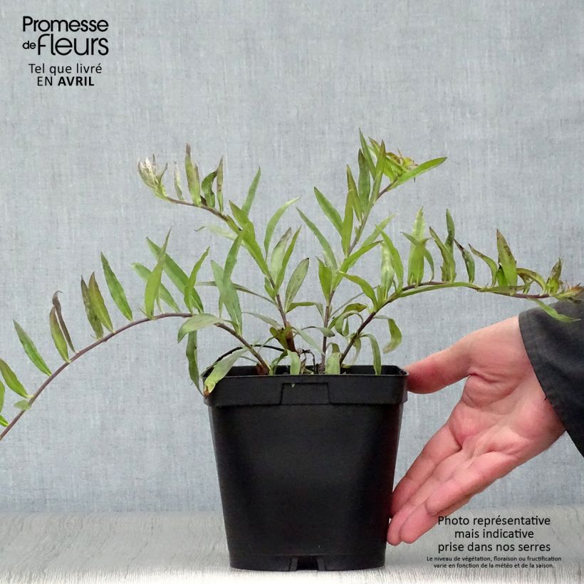 Spécimen de Buglossoides purpurocaerulea - Grémil pourpre bleu Pot de 2L/3L tel que livré au printemps