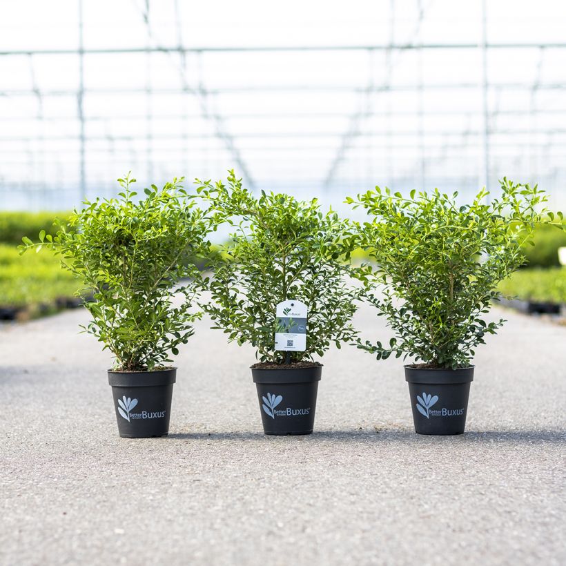 Buis - Buxus Betterbuxus Skylight (Port)