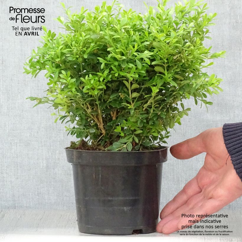 Spécimen de Buis - Buxus microphylla Rococo Pot de 3L/4L tel que livré au printemps