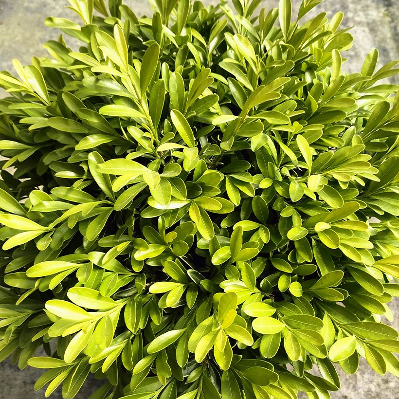 Buis - Buxus sinica var. insularis Mipo (Foliage)