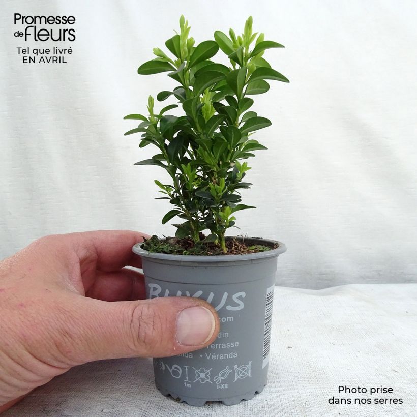 Spécimen de Buis bordure - Buxus sempervirens Godet de 8/9 cm tel que livré au printemps