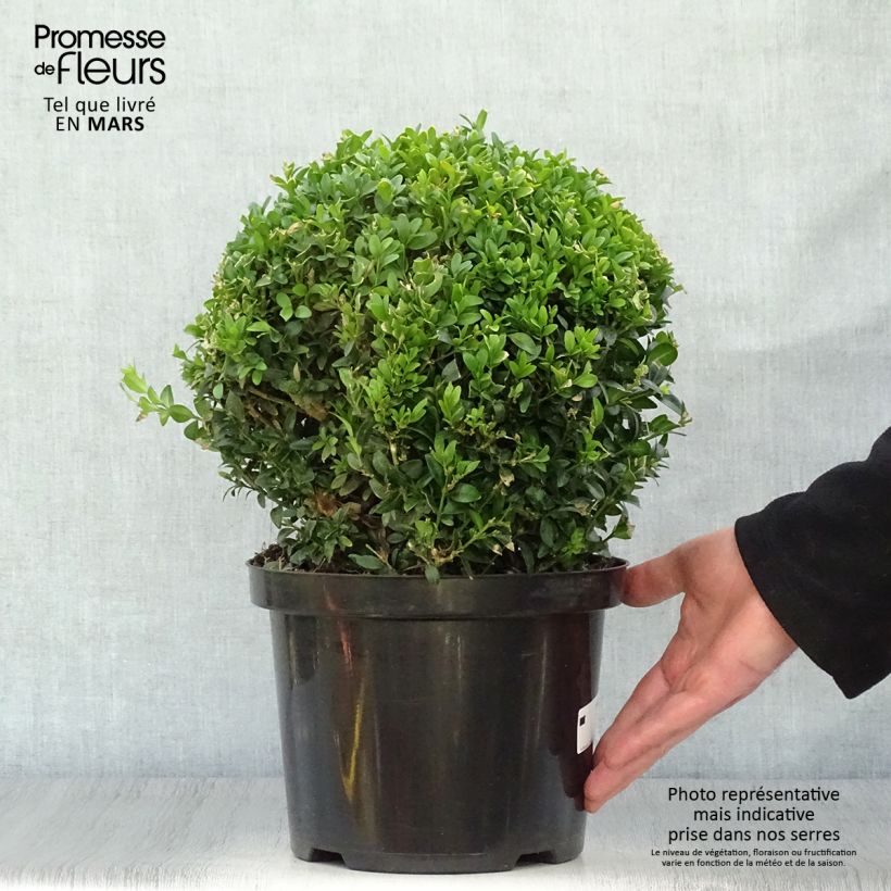 Spécimen de Buis boule - Buxus sempervirens Pot de 4L/5L, Boule tel que livré au printemps