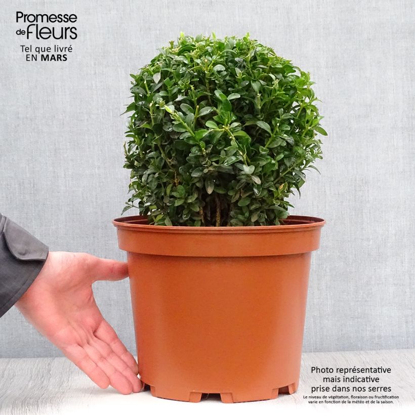 Spécimen de Buis boule - Buxus sempervirens Pot de 7,5L/10L, Boule tel que livré au printemps
