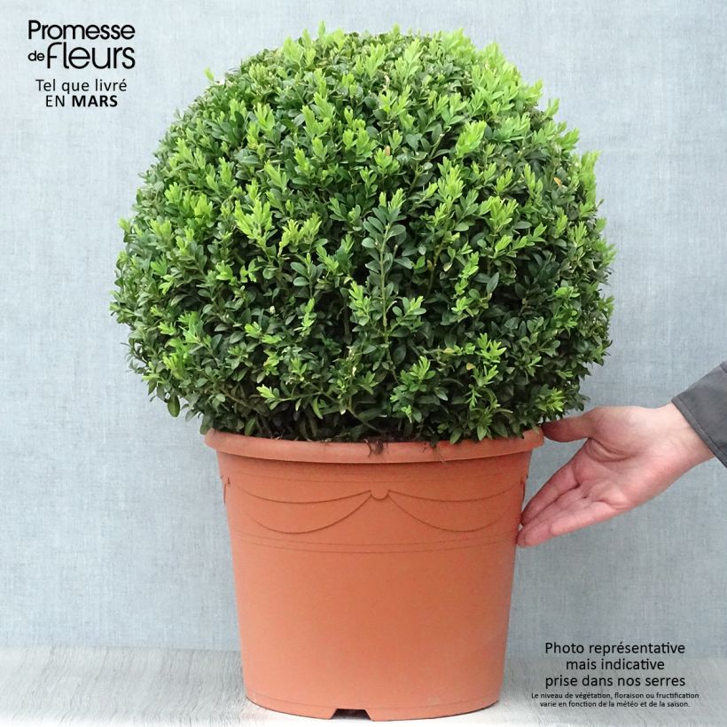 Spécimen de Buis boule - Buxus sempervirens Pot de 20L/25L, Boule tel que livré au printemps