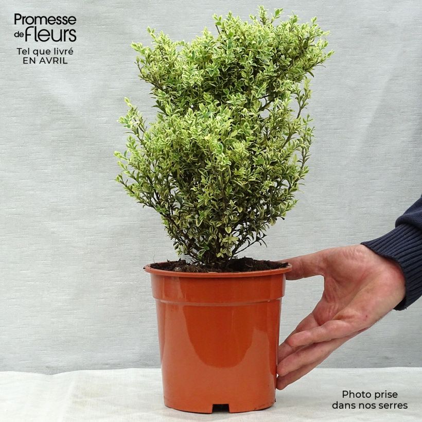 Spécimen de Buis commun panaché - Buxus sempervirens Elegans Pot de 2L/3L tel que livré au printemps
