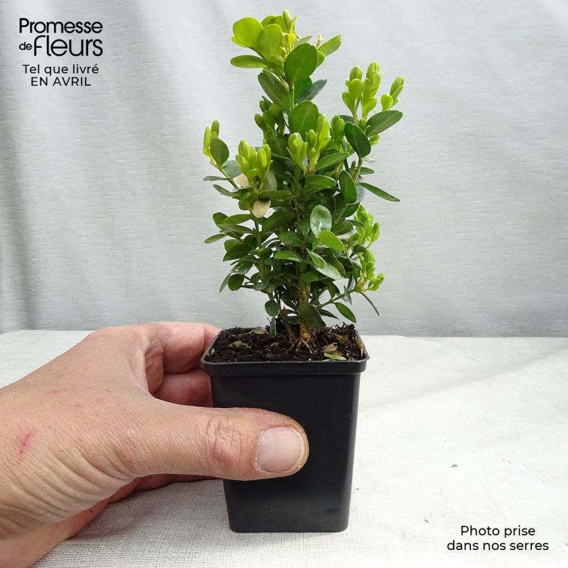 Example of Buis de haie - Buxus sempervirens Suffruticosa en godet Godet de 8/9 cm as you get in printemps